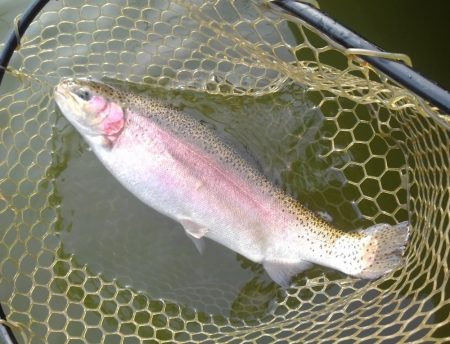 大安トラウトレイク 釣果